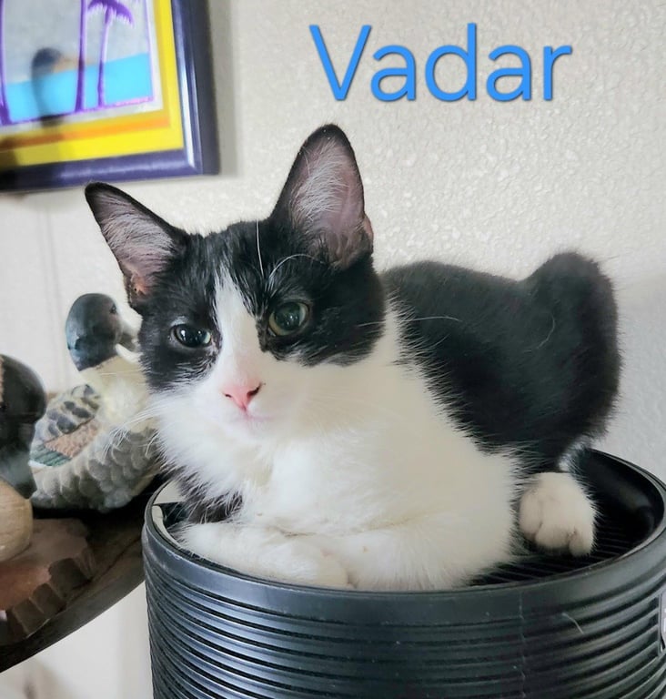 Vadar Image
