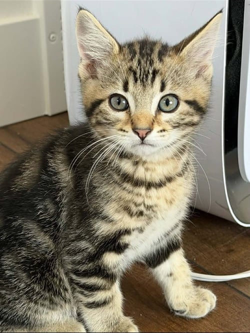 ZIGGY - Domestic Short Hair available for adoption