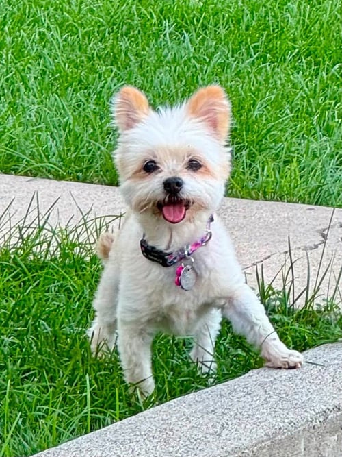 PRECIOUS - Maltese / Pomeranian for adoption in Salt Lake City