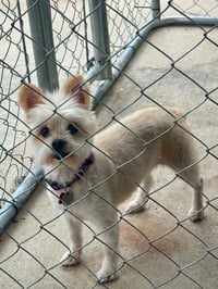 Precious - Photo 4