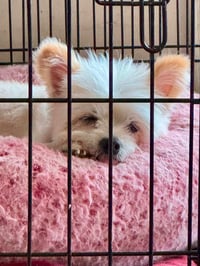 Precious - Photo 3