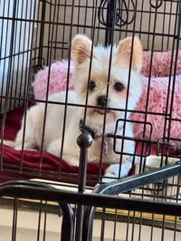 Precious - Photo 2