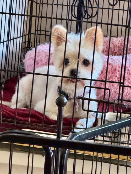 PRECIOUS - Maltese / Pomeranian available for adoption