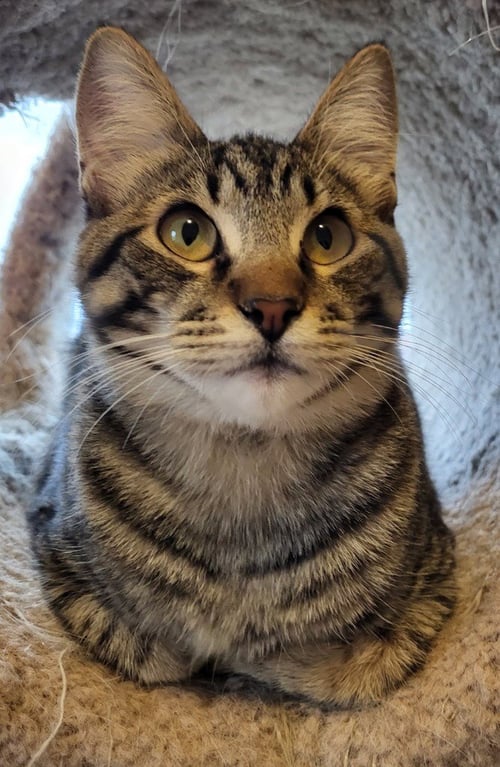STEFFANIE - Domestic Short Hair for adoption in Salt Lake City