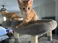 Chonk - Photo 2