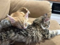 Chonk - Photo 3