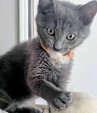 Odin - Photo 1