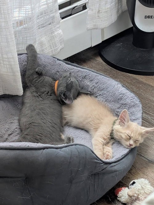 ODIN - Domestic Short Hair available for adoption