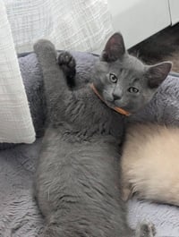 Odin - Photo 3