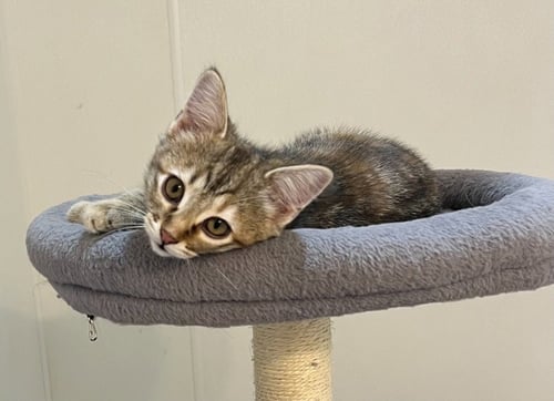 PETUNIA PEA - Domestic Short Hair available for adoption