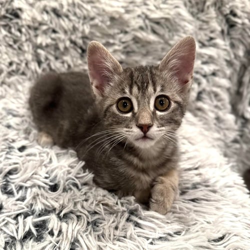 PERSEUS - Domestic Short Hair available for adoption
