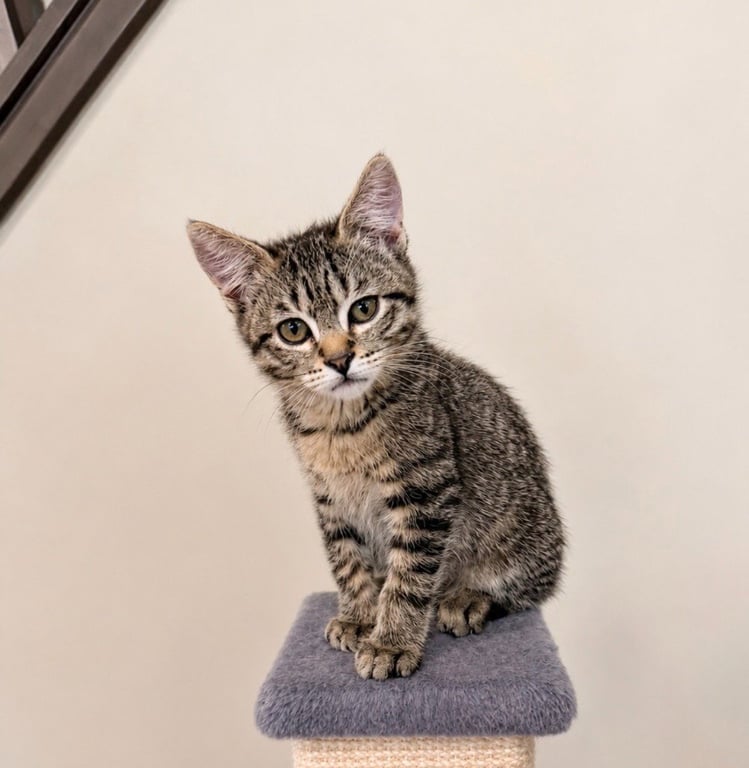 Wally Image