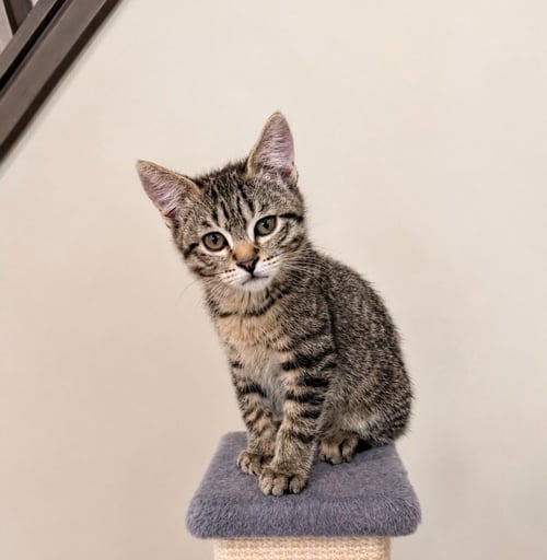 WALLY - Domestic Short Hair available for adoption