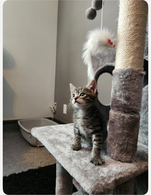 WALLY - Domestic Short Hair available for adoption