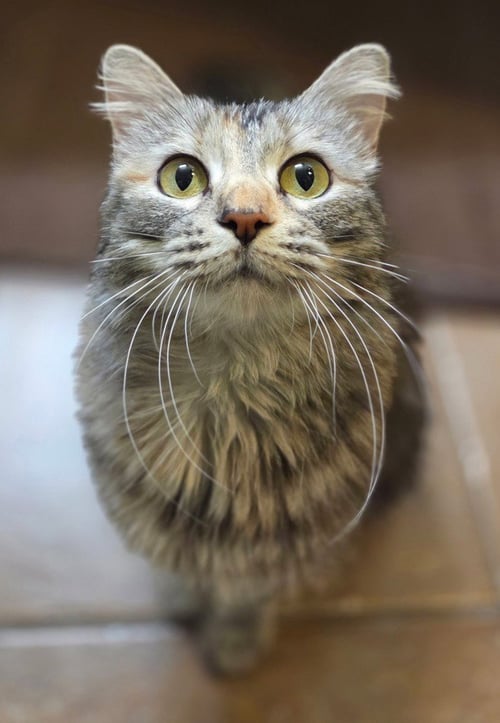 ELVIRA - Domestic Medium Hair available for adoption