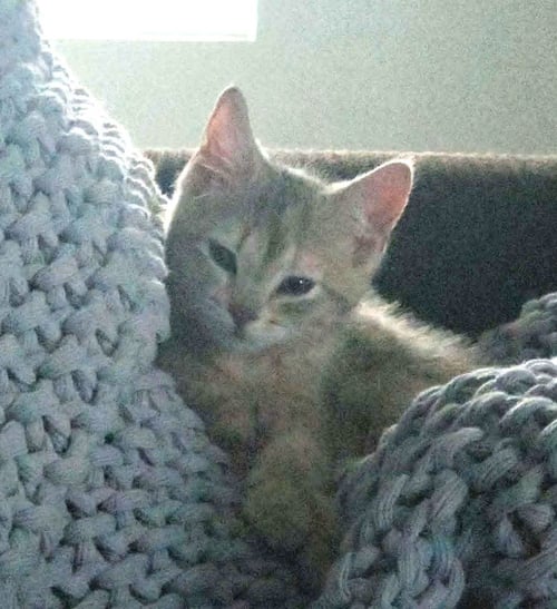 PUA - Domestic Short Hair available for adoption