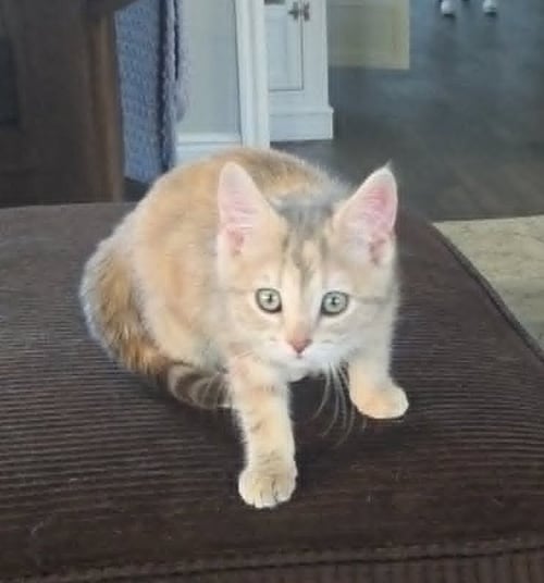 PUA - Domestic Short Hair available for adoption