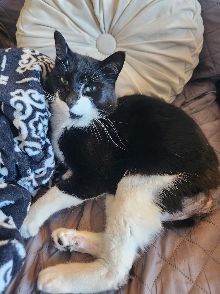 O'CONNELL - Domestic Short Hair for adoption in Sandy