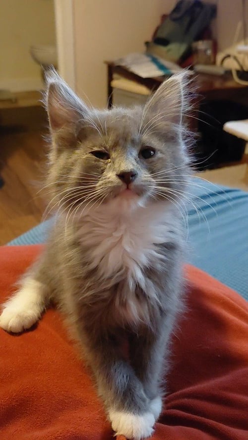 POTATO HEAD - Domestic Medium Hair available for adoption