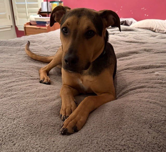 MAGGIE - Shepherd for adoption in Salt Lake City