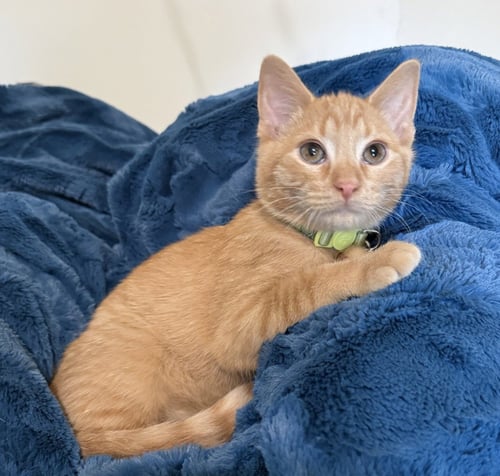 RENJI - Domestic Short Hair available for adoption