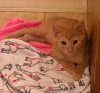 Renji - Photo 3