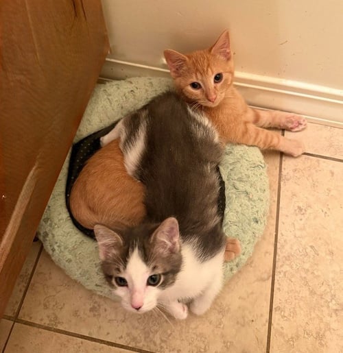 RENJI - Domestic Short Hair available for adoption