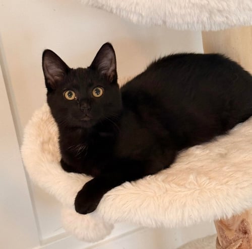 BETSY ROSS - Domestic Medium Hair available for adoption