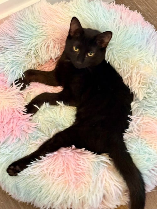 BETSY ROSS - Domestic Medium Hair available for adoption