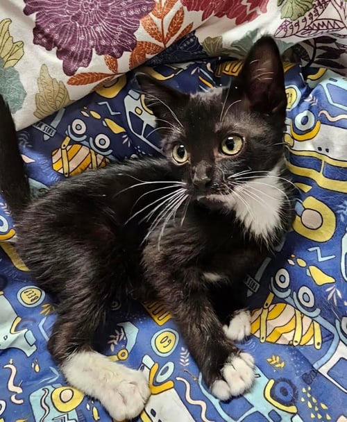 BATMAN - Domestic Short Hair available for adoption