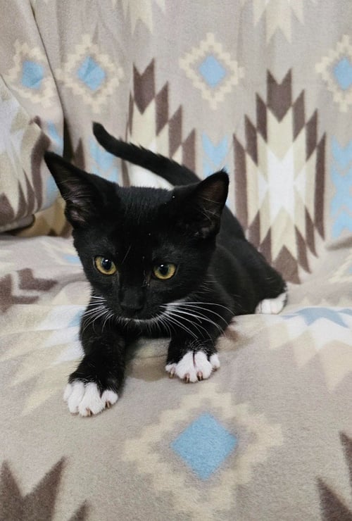 BATMAN - Domestic Short Hair available for adoption