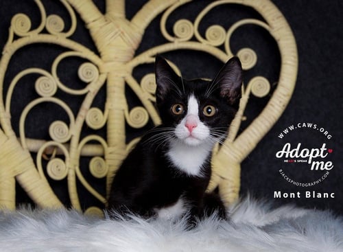 BERNADETTE - Domestic Short Hair available for adoption