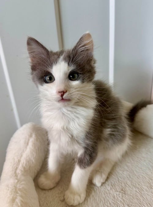 LOUIE - Domestic Long Hair available for adoption