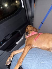 Georgia Peach - Photo 2