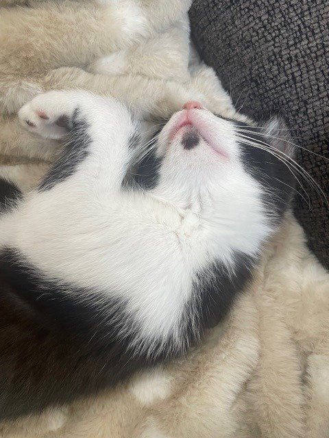 JENNA - Domestic Short Hair available for adoption