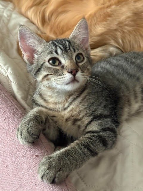 KAI KAI - Domestic Short Hair available for adoption