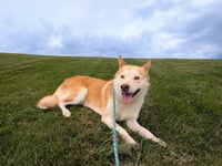 Ace - Photo 1
