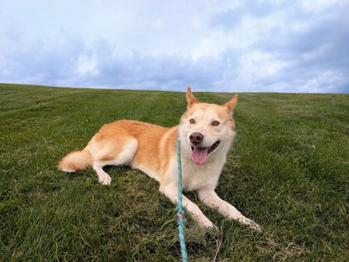 ACE - Shepherd / Husky for adoption in Salt Lake City