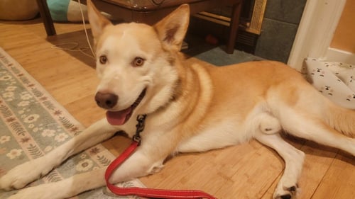 ACE - Shepherd / Husky available for adoption