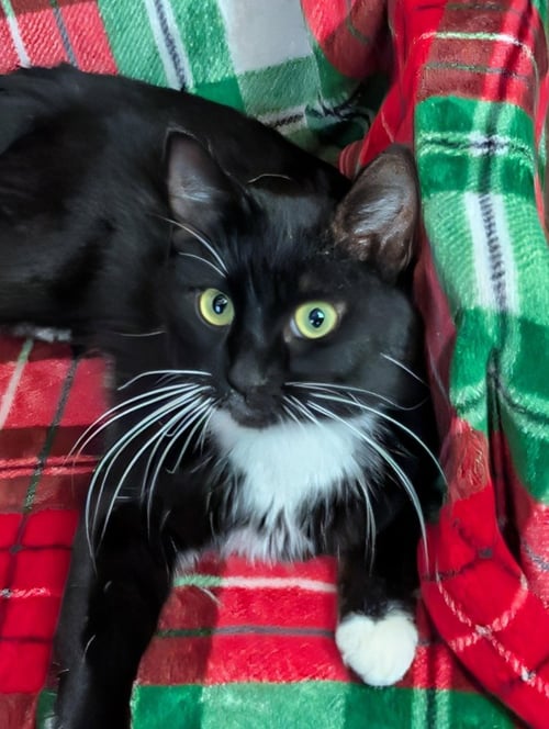 HYDRA - Domestic Short Hair available for adoption