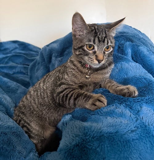 FIRE BLAZE - Domestic Short Hair available for adoption