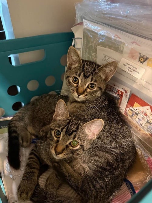 FIRE BLAZE - Domestic Short Hair available for adoption