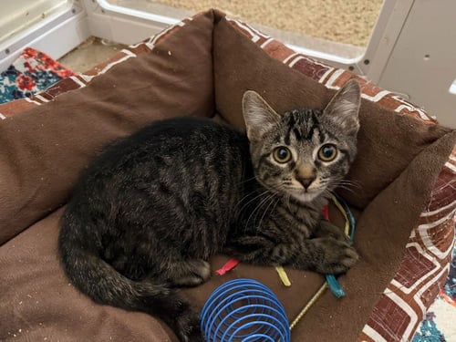 FIRE BLAZE - Domestic Short Hair available for adoption