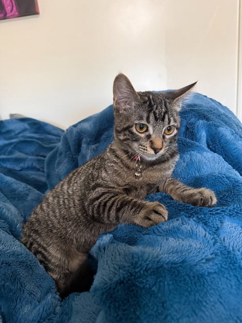 FIRE BLAZE - Domestic Short Hair available for adoption