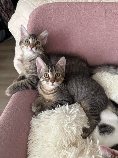 RIKU - Domestic Short Hair available for adoption