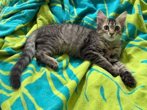 RIKU - Domestic Short Hair available for adoption