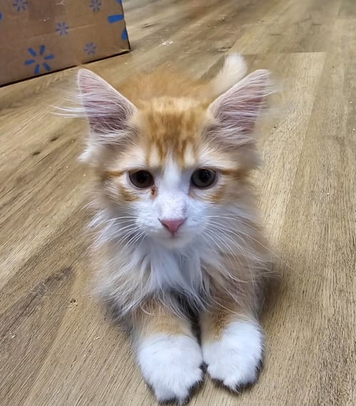 OLLIE - Domestic Medium Hair available for adoption
