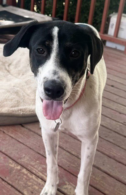 PATCHES - Border Collie / Labrador Retriever available for adoption