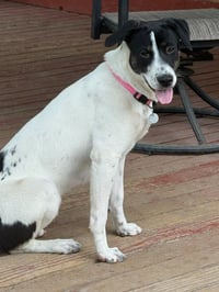 Patches - Photo 3