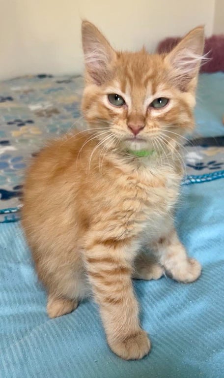 Abra Image